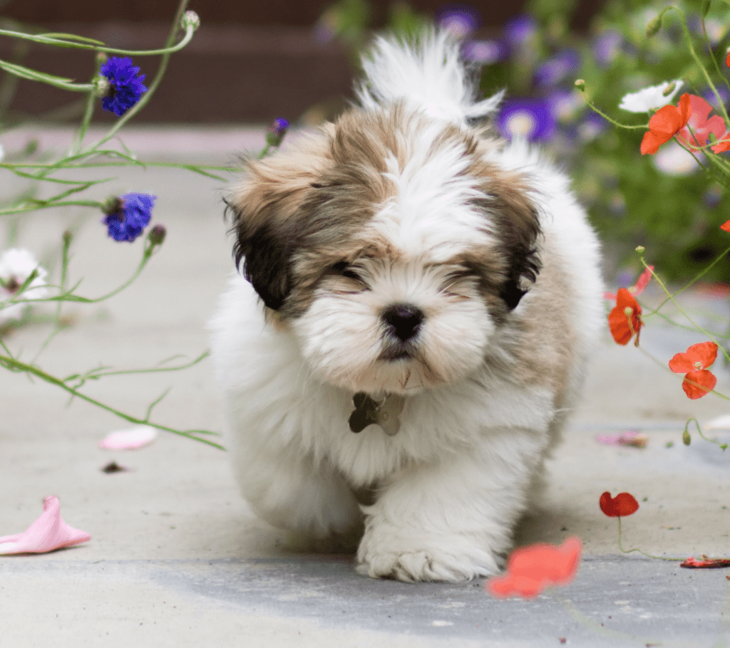 40 Fluffy Dog Breeds That'll Melt Your Heart