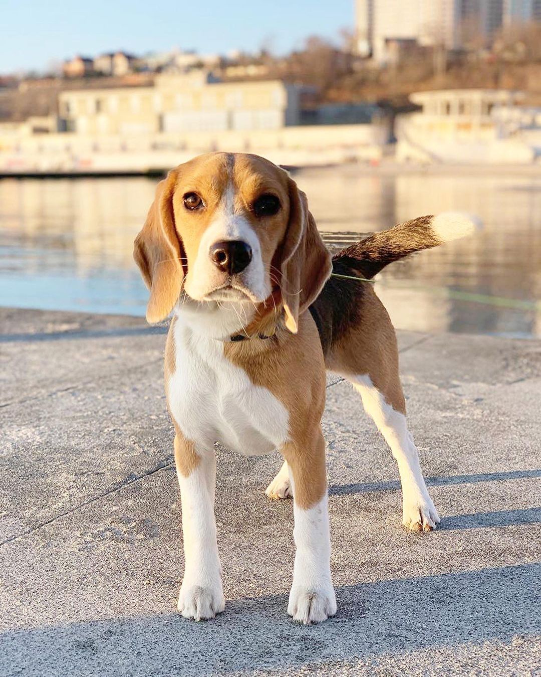 20 Photos of Super Cute Beagles With Fun Facts You Should Know