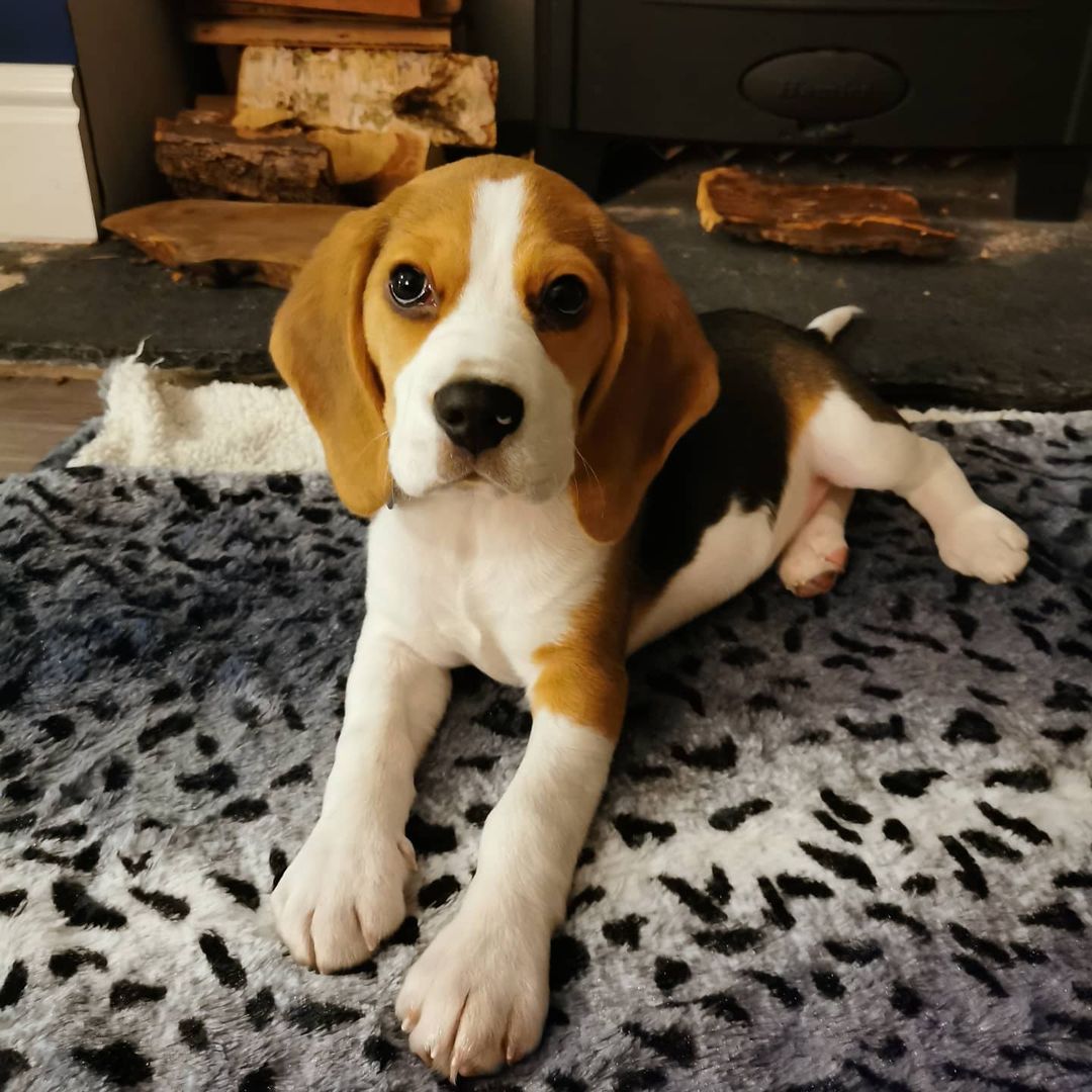 20 Photos of Super Cute Beagles With Fun Facts You Should Know