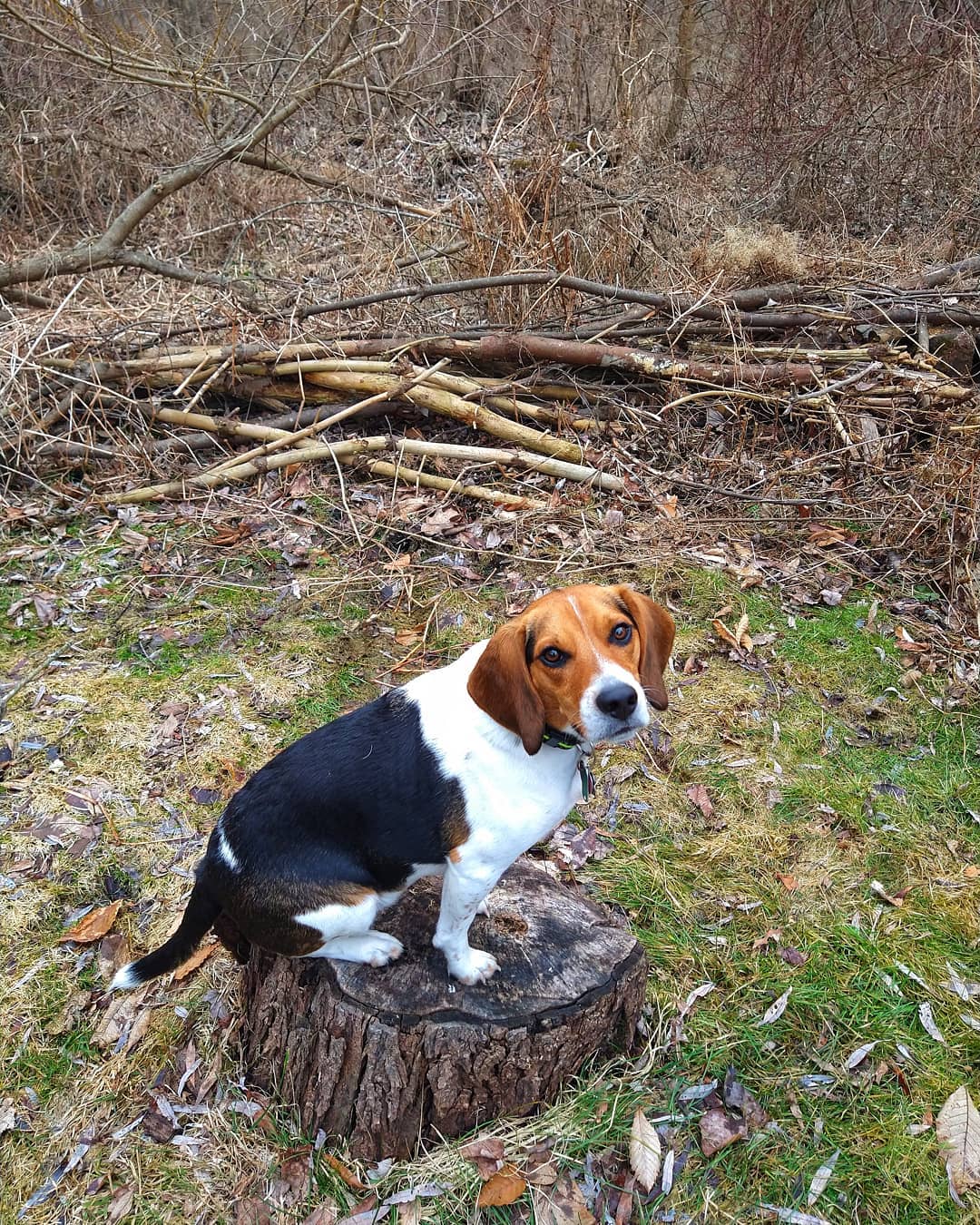 20 Photos of Super Cute Beagles With Fun Facts You Should Know