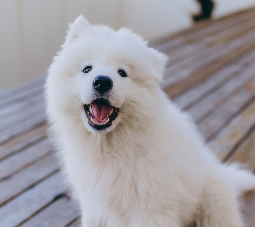40+ Fluffy Dog Breeds That'll Melt Your Heart (Small, Medium, and Large