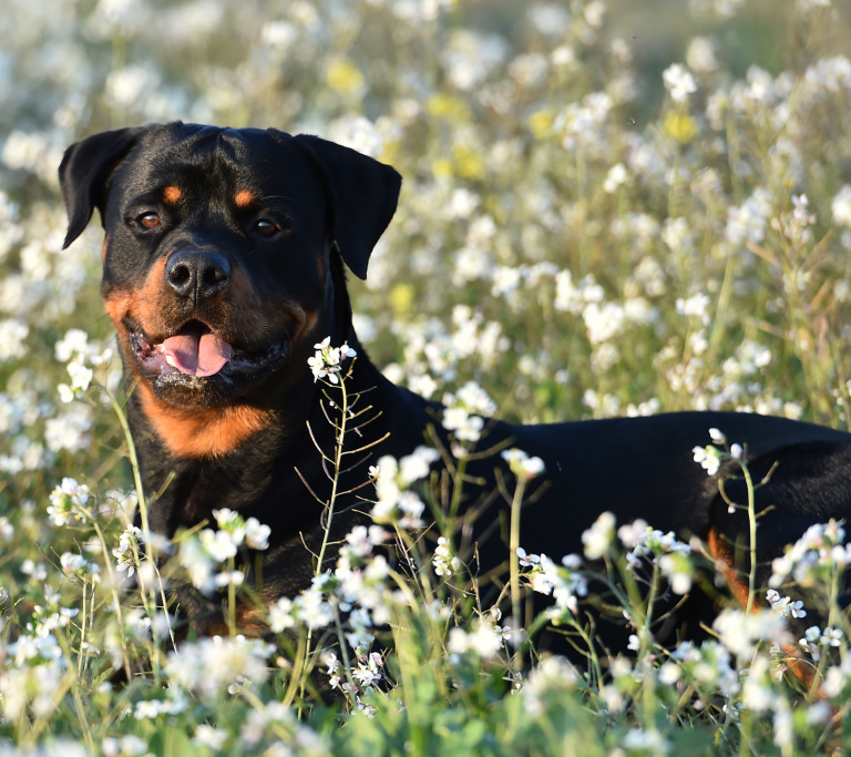 Rottweiler Husky Mix: An Overview of the Rottsky Breed - Woof! It's Zelda