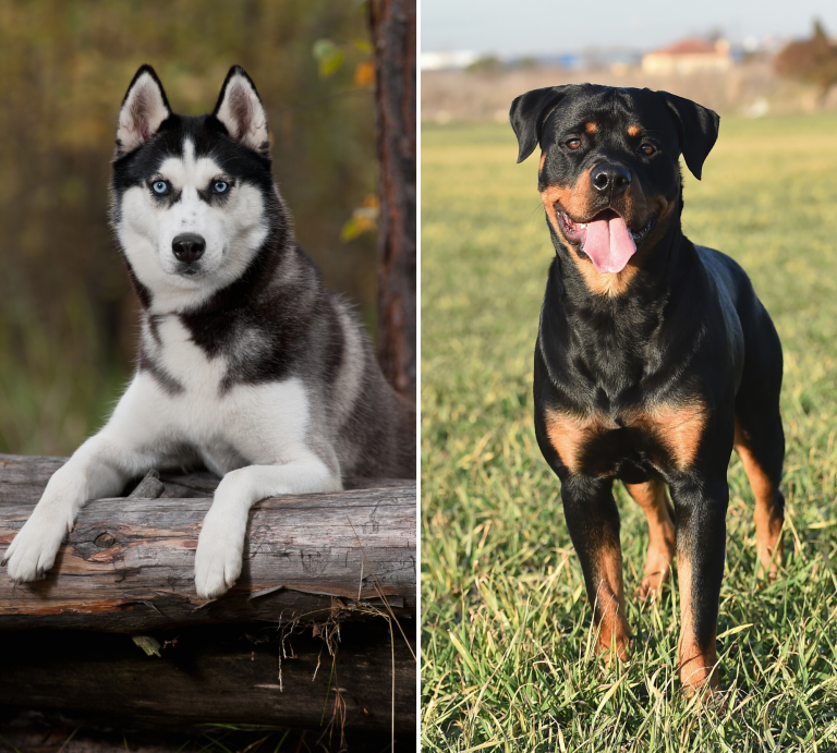 Rottweiler Husky Mix: An Overview of the Rottsky Breed - Woof! It's Zelda