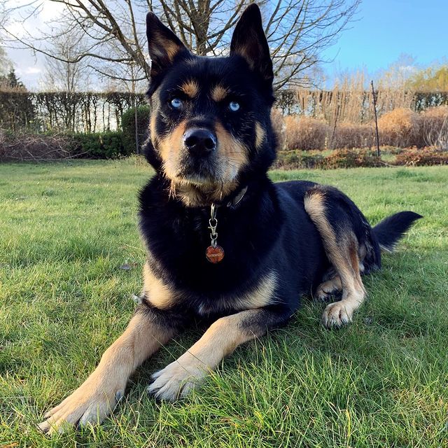 Rottweiler Husky Mix: An Overview of the Rottsky Breed - Woof! It's Zelda