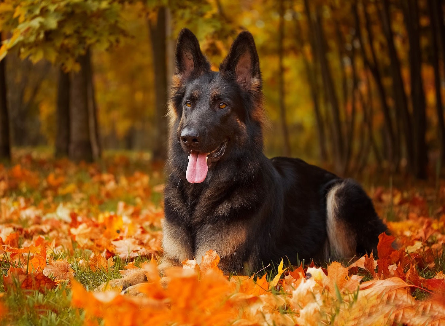 Long-Haired German Shepherds: The Fluffy GSD Breed