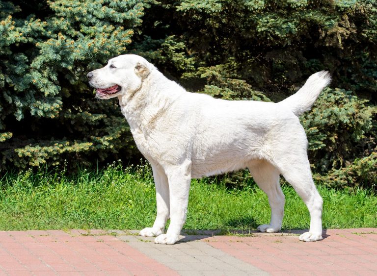 33 White Dog Breeds: Small, Medium, & Big With Fluffy & Short Fur ...