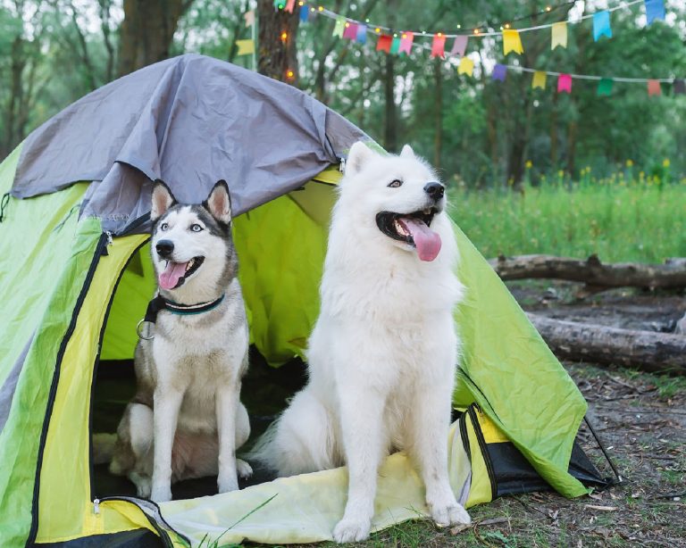 The Best Dog Tents + Dog Camping Tips