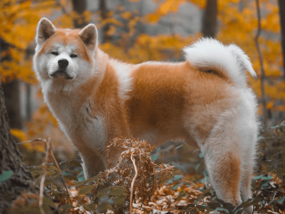 21 Adorable Dog Breeds With Curly Tails (With Photos) - Woof! It's Zelda